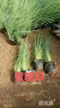 高度27厘米坡地毛冠草