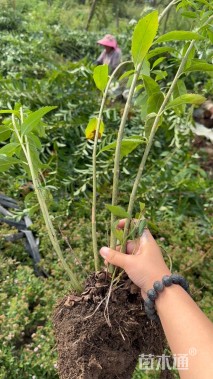 高度100厘米连翘