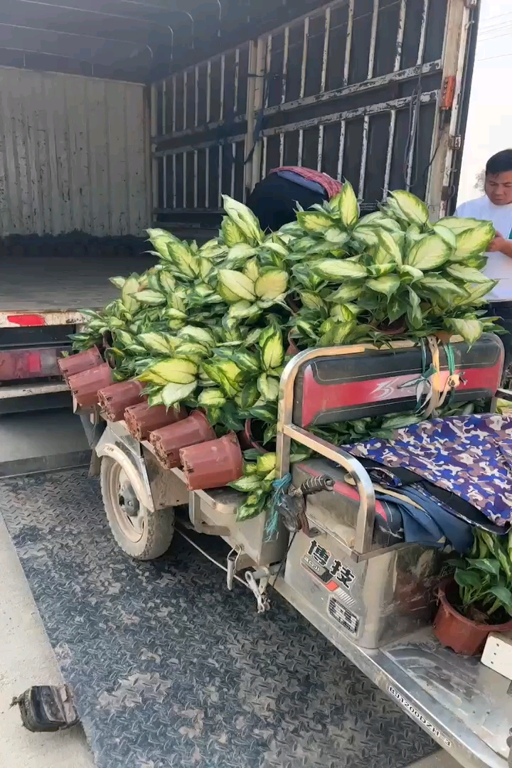高度20厘米万年青