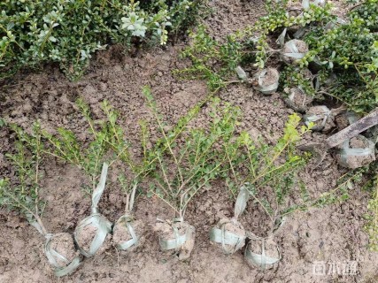 高度30厘米龟甲冬青