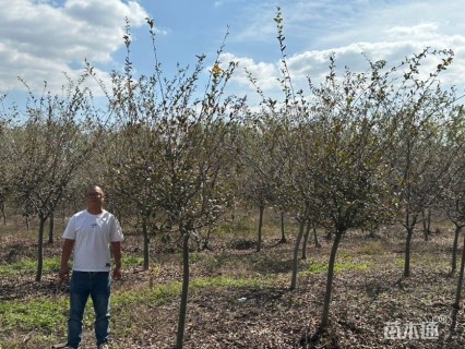 12公分黄山栾树