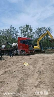 10公分丛生朴树