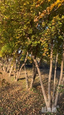 高度500厘米丛生元宝枫