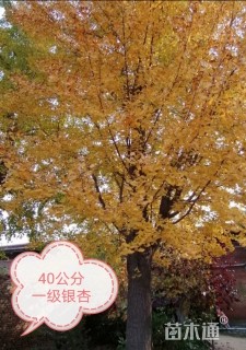 40公分银杏