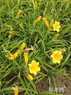 高度30厘米金娃娃萱草