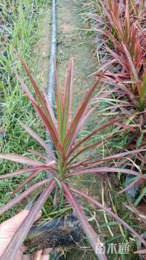 高度25厘米马尾铁