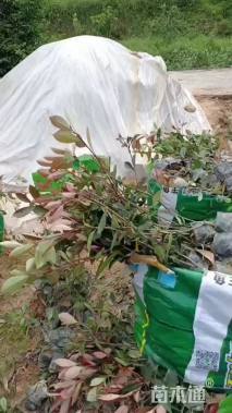 0.4公分红叶石楠