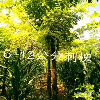 8公分刺槐