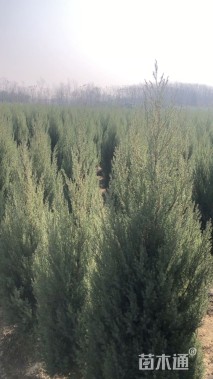 高度160厘米河南桧