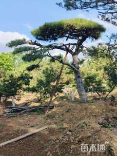 泰山古松