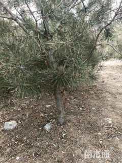 高度1800厘米白皮松