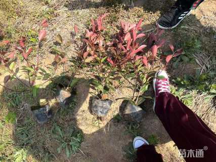 1公分红叶石楠
