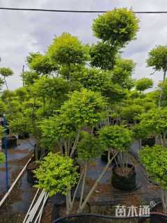 3公分造型亮晶女贞