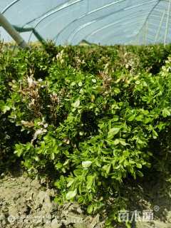 高度40厘米小叶黄杨