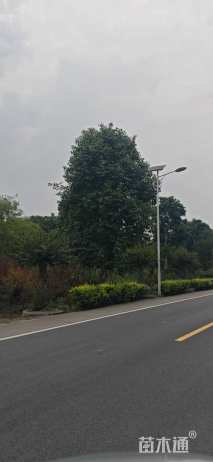 42公分香樟