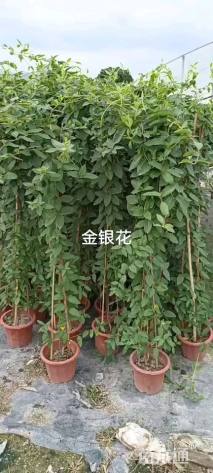 100厘米金银花