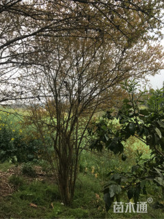 高度240厘米石榴