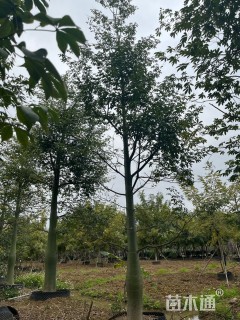 30公分大腹木棉