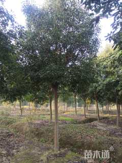 12公分高杆红叶石楠