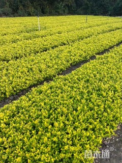 高度40厘米金森女贞