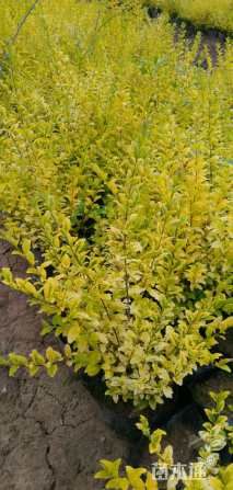 高度30厘米亮晶女贞小苗