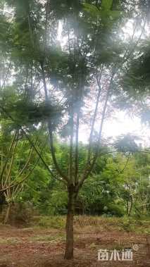 原生苗蓝花楹
