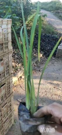 高度30厘米花菖蒲