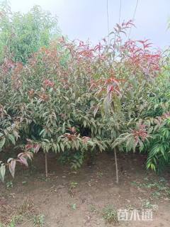 4公分红花山碧桃