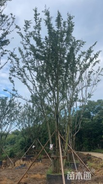 12公分(5杆)丛生朴树