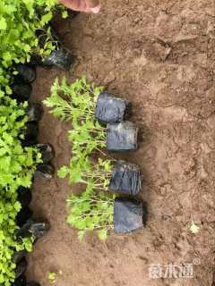 高度16厘米地被菊