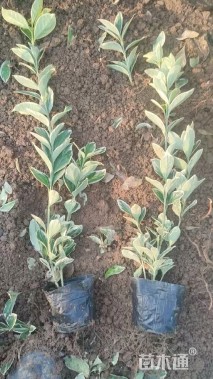 高度35厘米金边黄杨