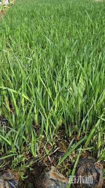 高度10厘米吉祥草