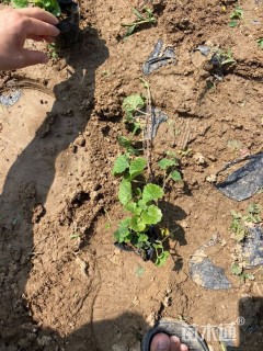 高度20厘米金钱草