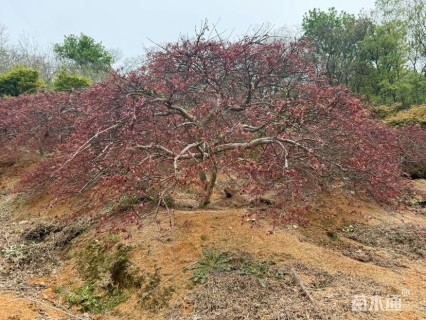 高度150厘米羽毛枫