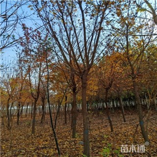 8公分五角枫