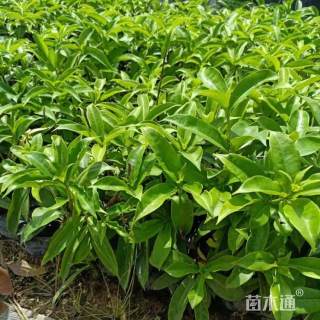 高度30厘米硬枝黄蝉