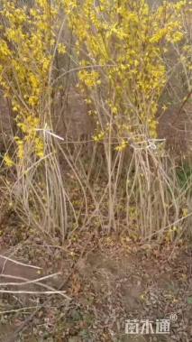 高度150厘米连翘