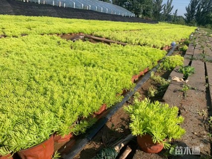 高度10厘米金叶佛甲草