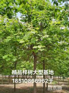 18公分梓树