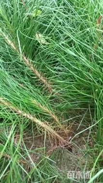 高度12厘米油松