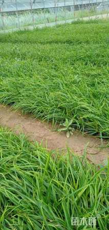 高度30厘米崂峪苔草