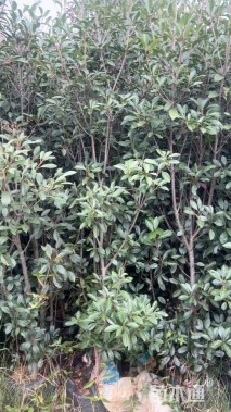 3公分红叶石楠
