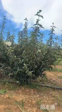 高度150厘米斗球