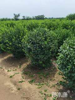 高度100厘米胶东卫矛