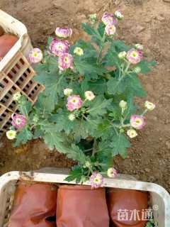 高度25厘米国庆菊