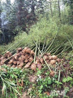 地栽苗毛竹