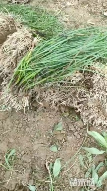 高度30厘米韭兰