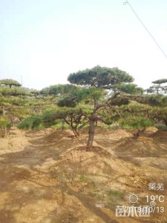 22公分造型油松