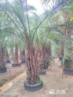 裸干高100厘米布迪椰子