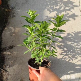 高度40厘米木绣球 中华木绣球